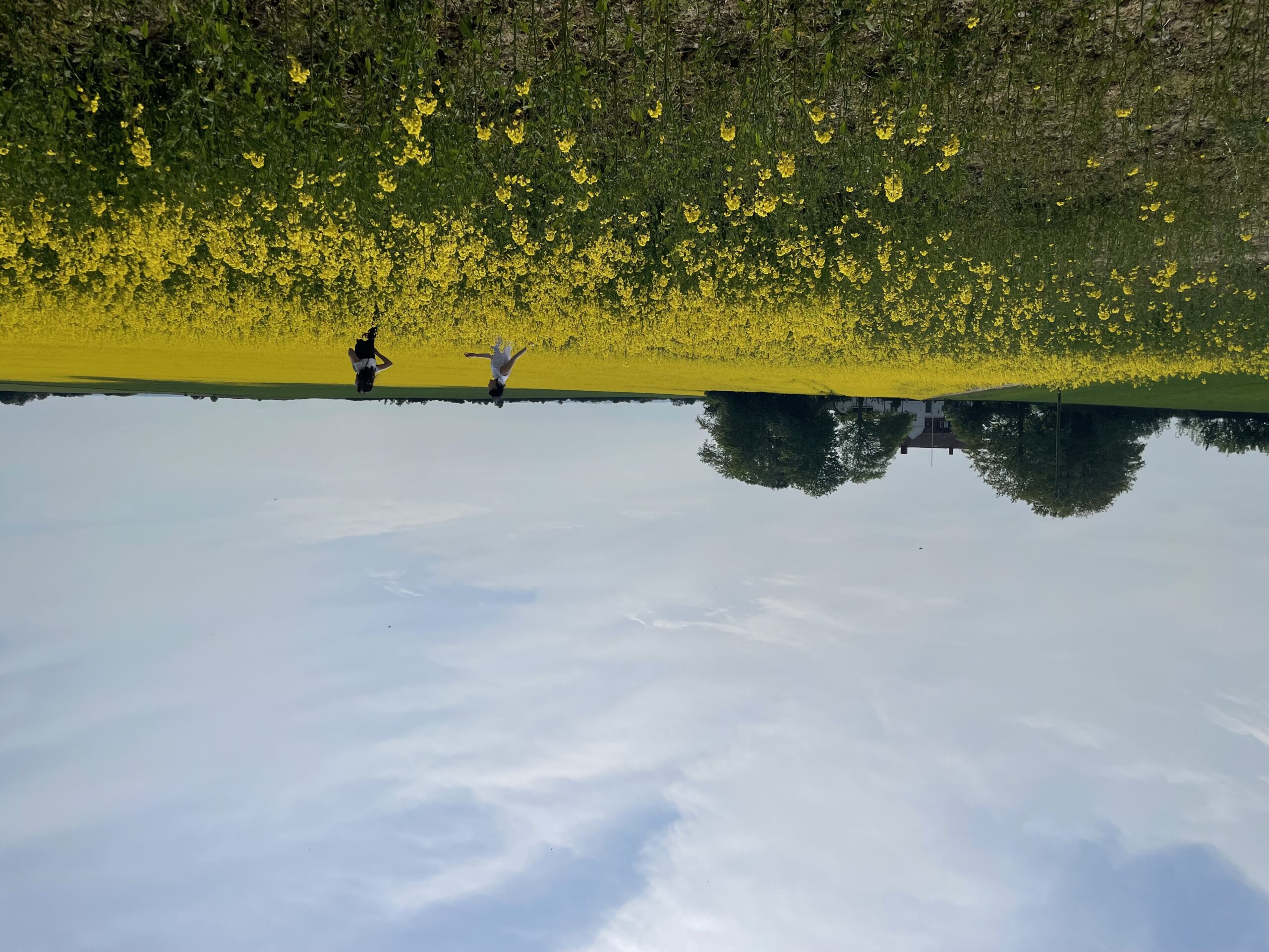 Sweden Skåne 廣闊的油菜花田