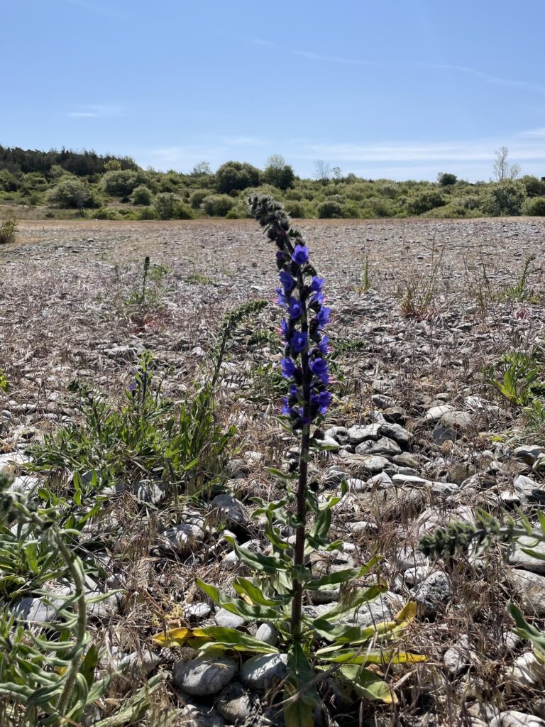 Sweden Gotland Stora Karlsö 蘭花