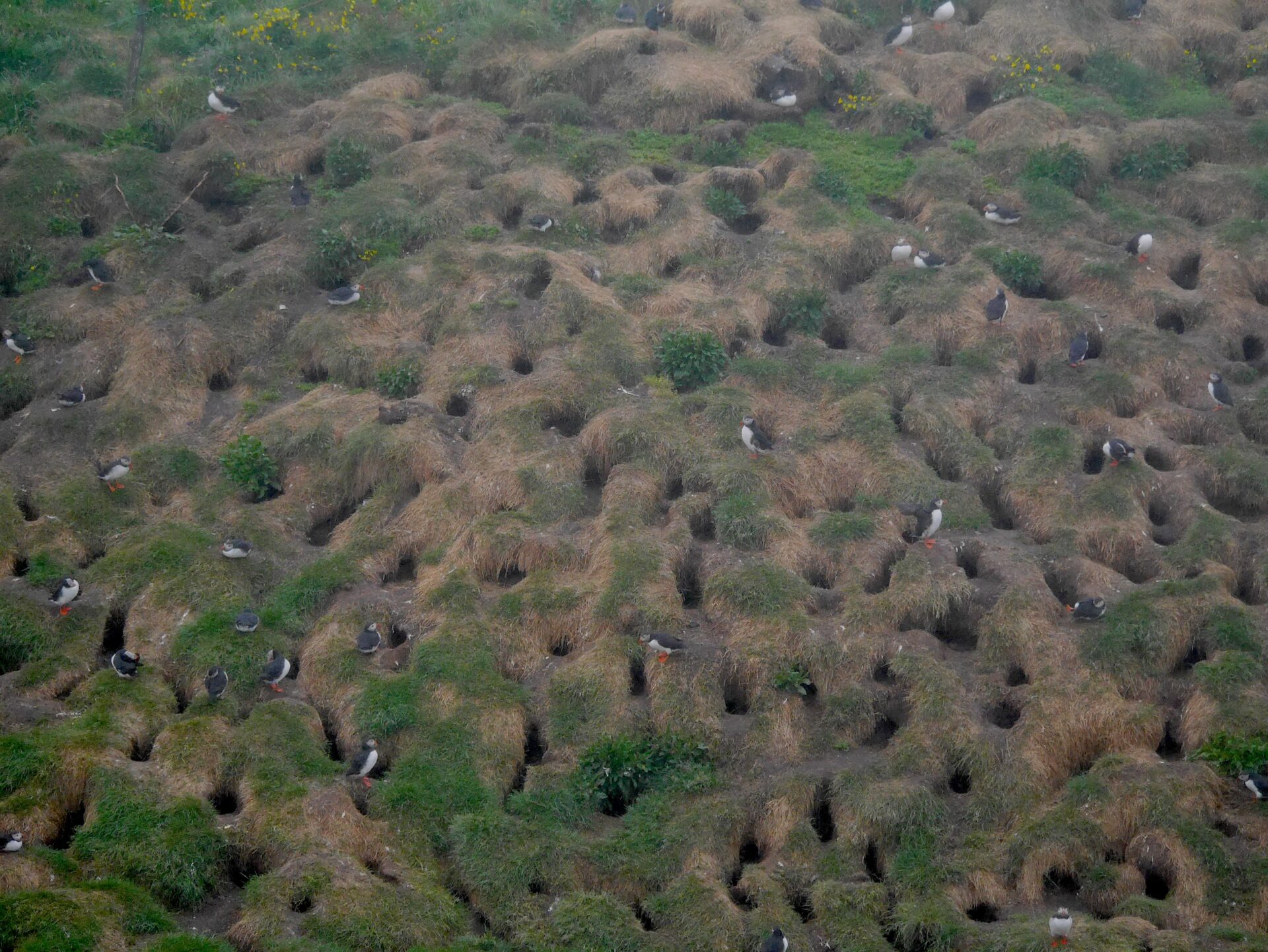 冰島東北角Hafnarhólmi,Puffin 冰島海鸚觀賞點