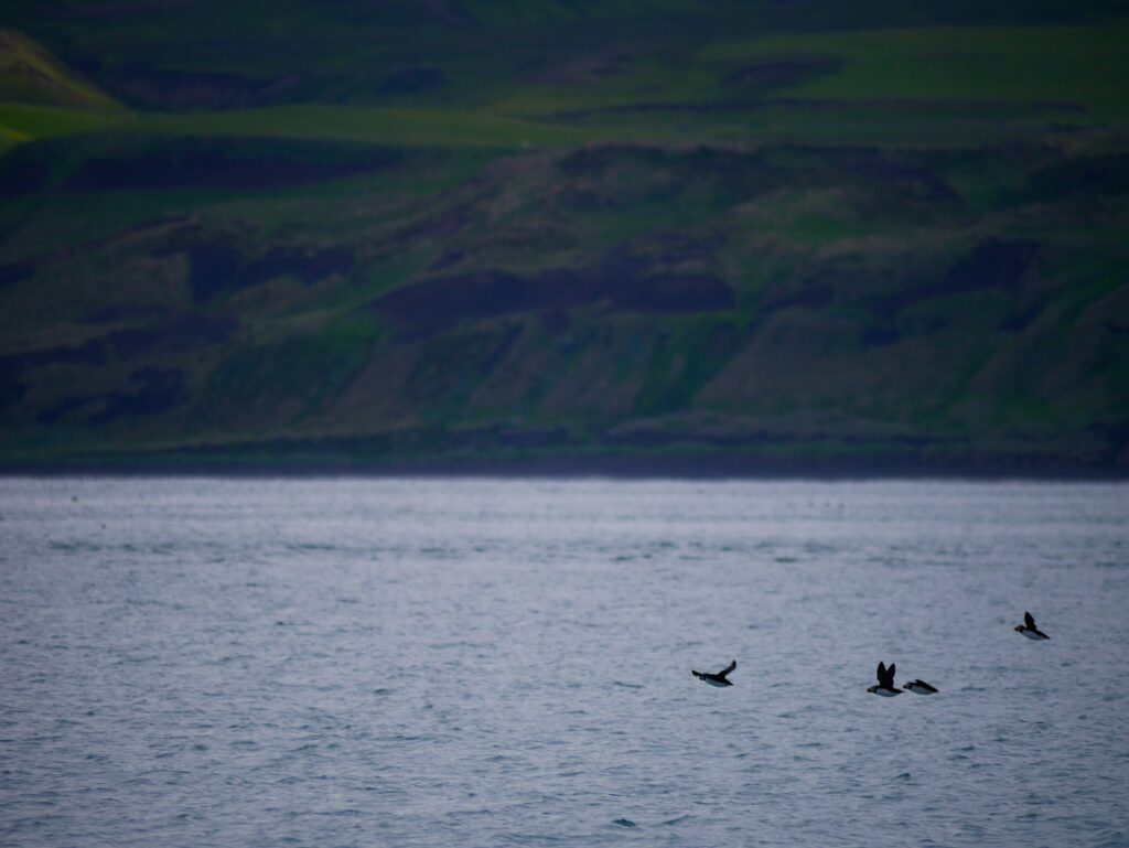 iceland-cover