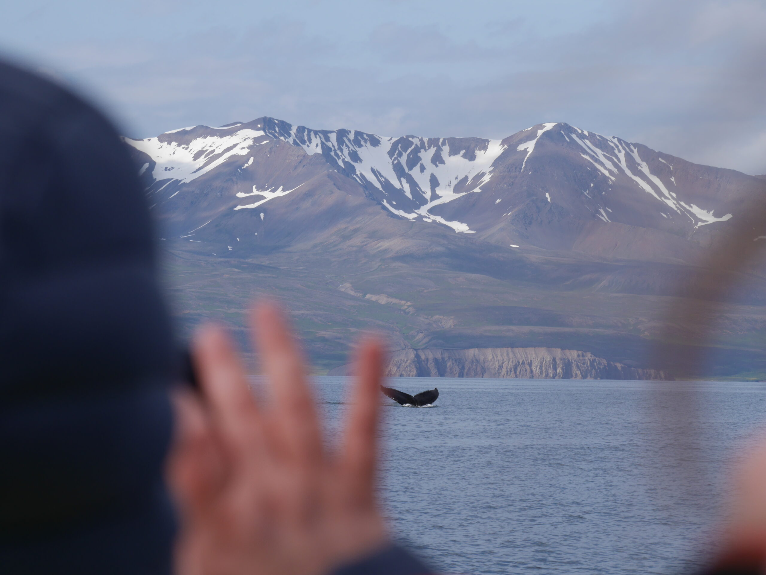冰島胡薩維克 Gentle Giants - Husavik Whale Watching