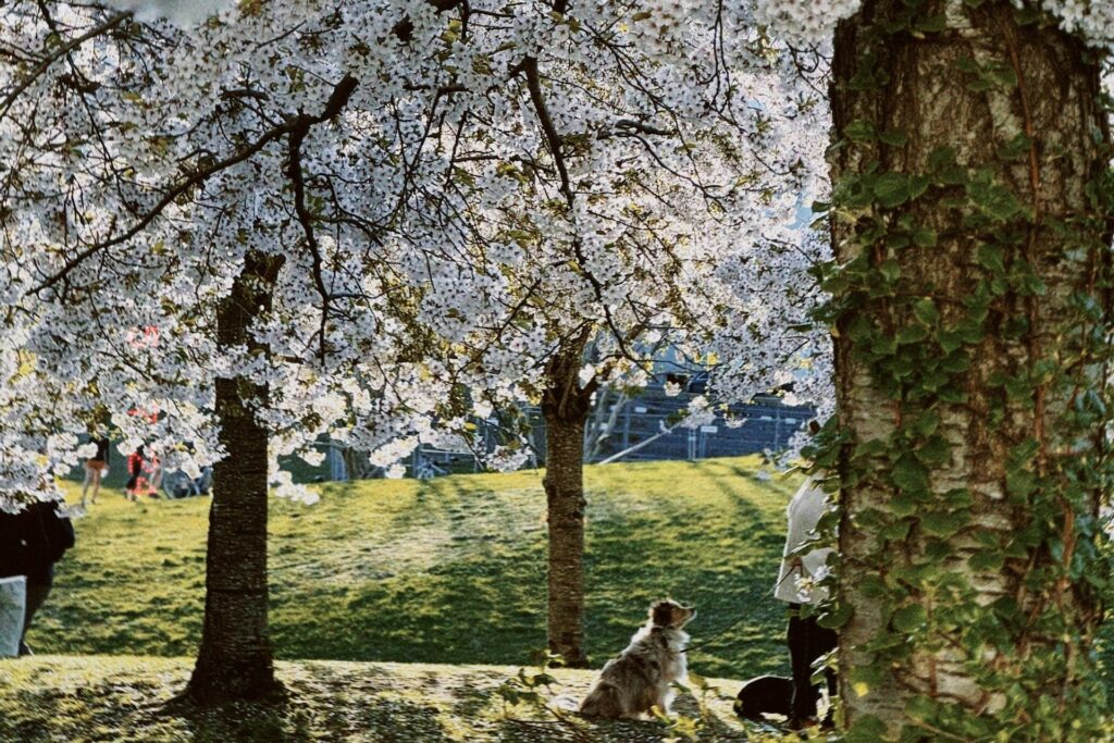 luma-0-park-dog-spring