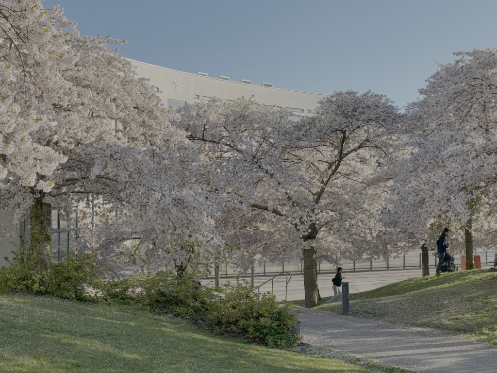luma-2-cherry-blossom-grasses