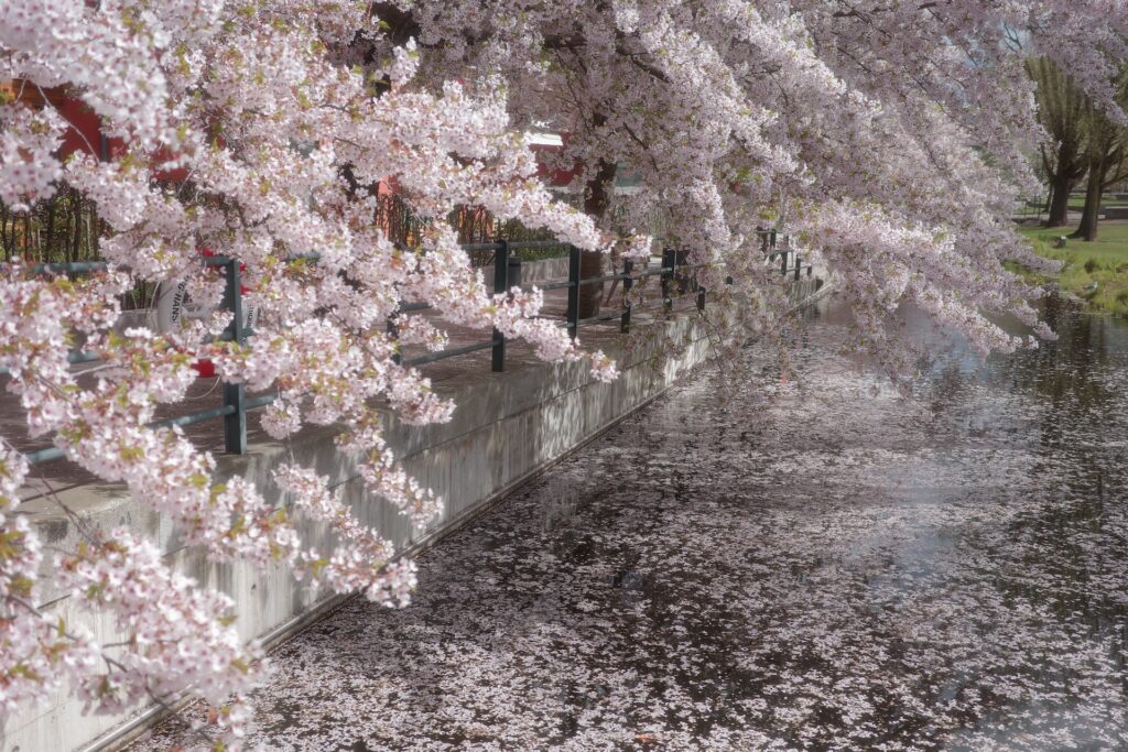 luma-4-cherry-blossom-kanal