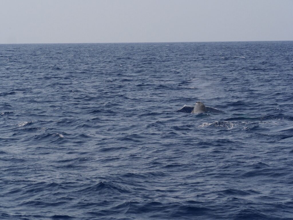 azore-whale-saomiguel