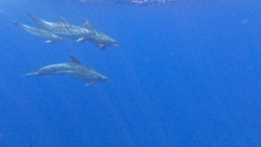 azores-dophine-swim