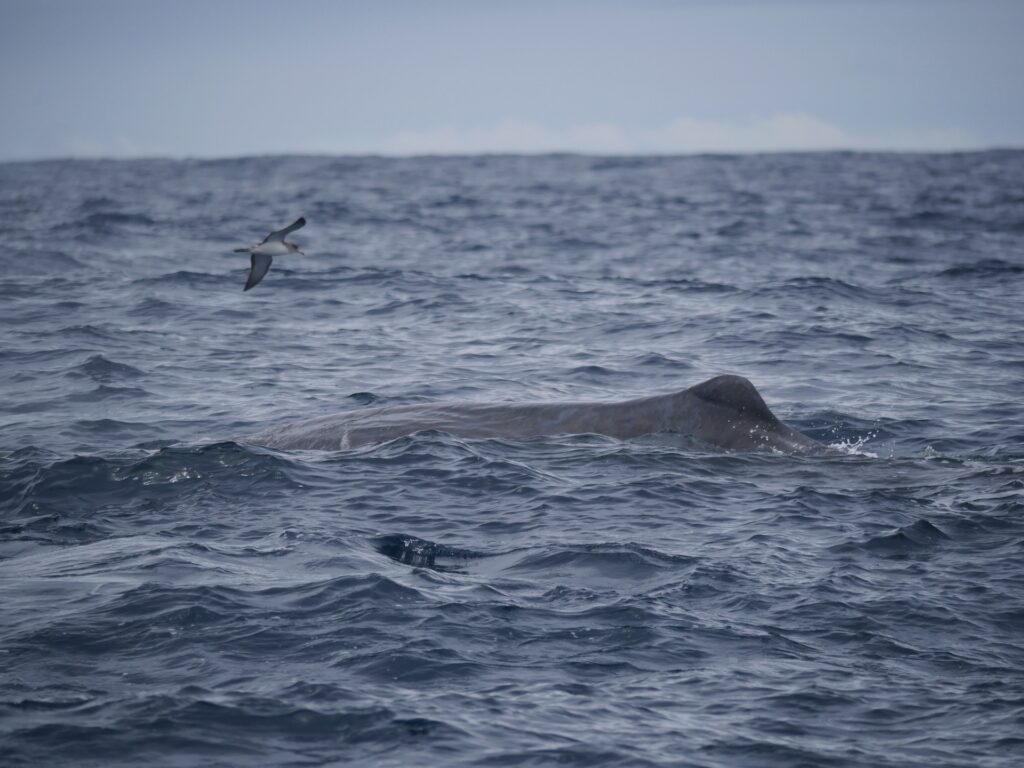azores-whale-pico